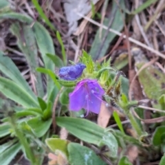 Echium plantagineum (Paterson's Curse) at Watson Woodlands - 20 Apr 2024 by AniseStar