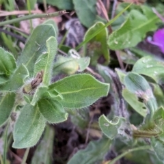 Echium plantagineum at Watson, ACT - 20 Apr 2024