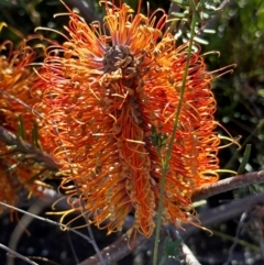 Banksia ericifolia (Heath Banksia) at Moollattoo, NSW - 21 Apr 2024 by lbradley