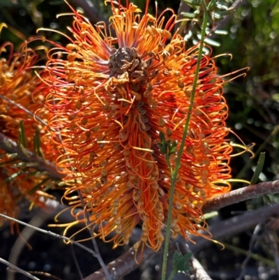 Banksia ericifolia (Heath Banksia) at Morton National Park - 21 Apr 2024 by lbradleyKV