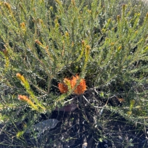 Banksia ericifolia at Moollattoo, NSW - 21 Apr 2024