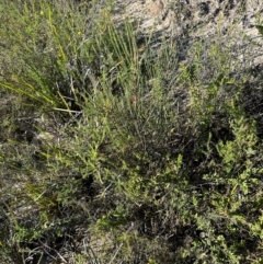 Allocasuarina distyla at Morton National Park - 21 Apr 2024