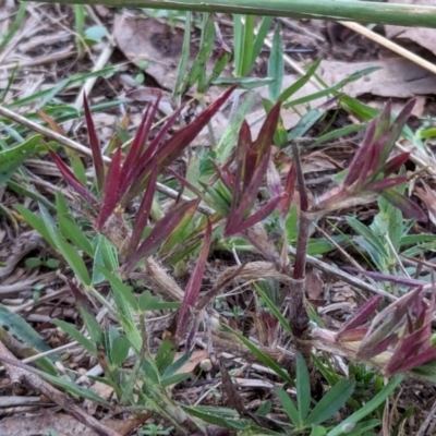 Trifolium angustifolium (Narrowleaf Clover) at Watson Woodlands - 20 Apr 2024 by AniseStar