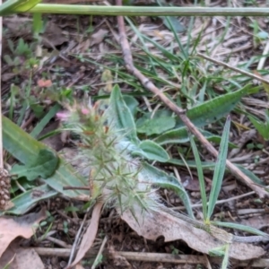 Trifolium angustifolium at Watson, ACT - 20 Apr 2024