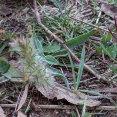 Trifolium angustifolium at Watson, ACT - 20 Apr 2024 05:28 PM