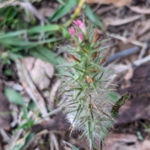 Trifolium angustifolium at Watson, ACT - 20 Apr 2024