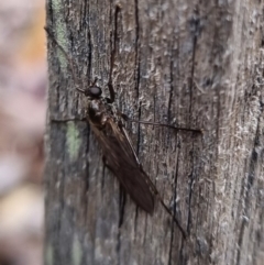 Boreoides subulatus (Wingless Soldier Fly) at Bungendore, NSW - 19 Apr 2024 by clarehoneydove