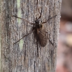 Boreoides subulatus at QPRC LGA - suppressed