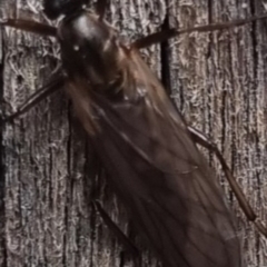 Boreoides subulatus at QPRC LGA - suppressed