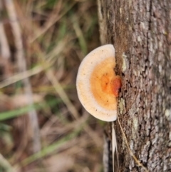 Truncospora ochroleuca at Bungendore, NSW - 19 Apr 2024 by clarehoneydove