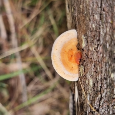Unidentified Fungus at suppressed - 19 Apr 2024 by clarehoneydove
