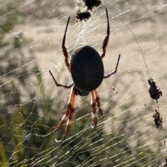 Trichonephila edulis (Golden orb weaver) at Morton National Park - 21 Apr 2024 by lbradleyKV