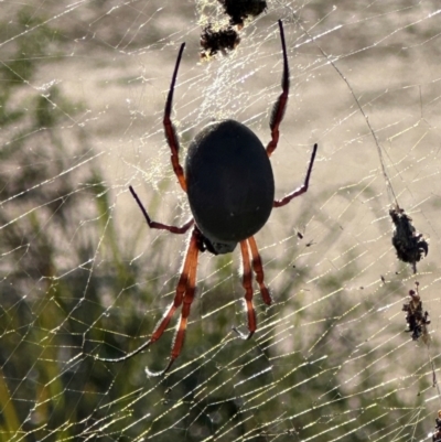 Trichonephila edulis (Golden orb weaver) at Morton National Park - 21 Apr 2024 by lbradley