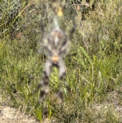 Trichonephila edulis at Morton National Park - 21 Apr 2024