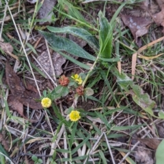 Trifolium campestre (Hop Clover) at Watson Woodlands - 20 Apr 2024 by AniseStar