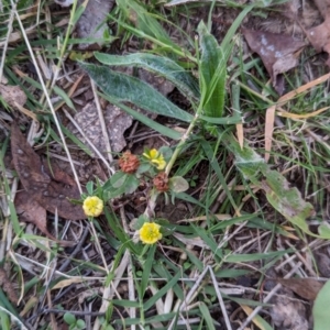 Trifolium campestre at Watson, ACT - 20 Apr 2024