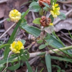 Trifolium campestre at Watson, ACT - 20 Apr 2024