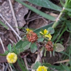Trifolium campestre at Watson, ACT - 20 Apr 2024
