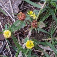 Trifolium campestre at Watson, ACT - 20 Apr 2024