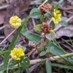 Trifolium campestre at Watson, ACT - 20 Apr 2024