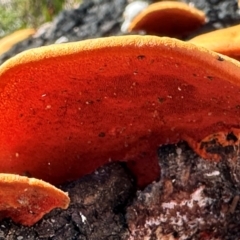 Trametes coccinea at Moollattoo, NSW - 21 Apr 2024 by lbradleyKV