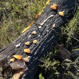 Trametes coccinea at Moollattoo, NSW - 21 Apr 2024 02:32 PM