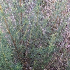 Cassinia quinquefaria (Rosemary Cassinia) at Watson Woodlands - 20 Apr 2024 by AniseStar