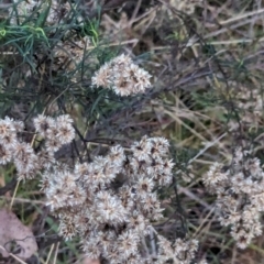 Cassinia quinquefaria at Watson, ACT - 20 Apr 2024 05:27 PM