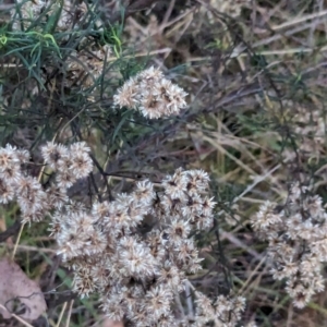 Cassinia quinquefaria at Watson, ACT - 20 Apr 2024