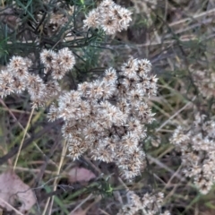 Cassinia quinquefaria at Watson, ACT - 20 Apr 2024