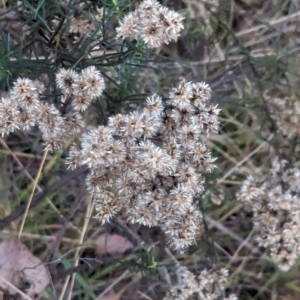 Cassinia quinquefaria at Watson, ACT - 20 Apr 2024 05:27 PM