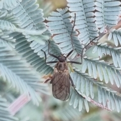 Stratiomyidae (family) (Soldier fly) at Bungendore, NSW - 19 Apr 2024 by clarehoneydove