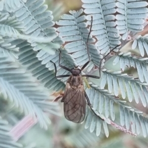 Stratiomyidae (family) at QPRC LGA - 19 Apr 2024