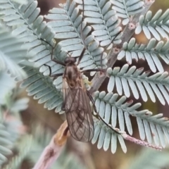 Stratiomyidae (family) at QPRC LGA - 19 Apr 2024