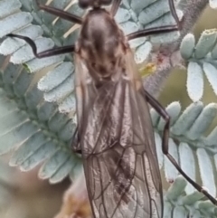 Stratiomyidae (family) at QPRC LGA - 19 Apr 2024