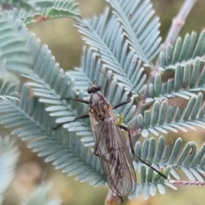 Stratiomyidae (family) at QPRC LGA - 19 Apr 2024