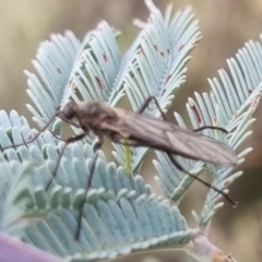 Stratiomyidae (family) at QPRC LGA - suppressed