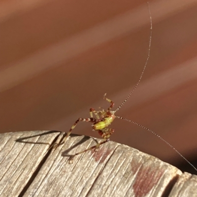 Caedicia simplex (Common Garden Katydid) at Campbell, ACT - 22 Apr 2024 by SilkeSma