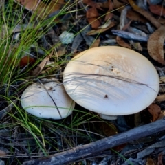 Agaricus sp. (Agaricus) at Broulee Moruya Nature Observation Area - 22 Apr 2024 by LisaH