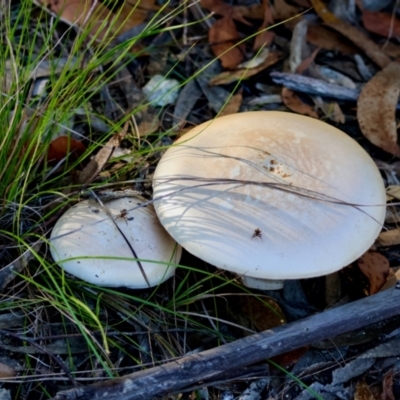 Agaricus sp. (Agaricus) at Broulee Moruya Nature Observation Area - 22 Apr 2024 by LisaH