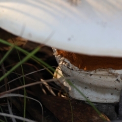 Agaricus sp. at Moruya, NSW - 22 Apr 2024