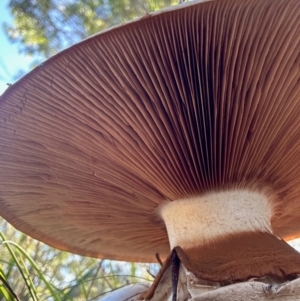 Agaricus sp. at Moruya, NSW - 22 Apr 2024