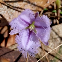 Thysanotus juncifolius (Branching Fringe Lily) at Broulee Moruya Nature Observation Area - 22 Apr 2024 by LisaH