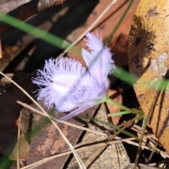 Thysanotus juncifolius at Moruya, NSW - suppressed