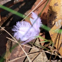 Thysanotus juncifolius at Moruya, NSW - 22 Apr 2024