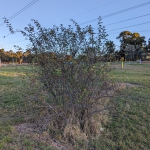 Rosa canina at Watson Green Space - 20 Apr 2024 05:16 PM