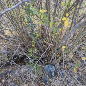 Rosa canina at Watson Green Space - 20 Apr 2024