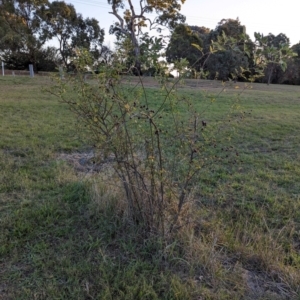 Rosa canina at Watson Green Space - 20 Apr 2024 05:16 PM