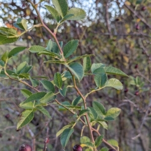 Rosa canina at Watson Green Space - 20 Apr 2024 05:16 PM