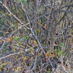 Rosa canina at Watson Green Space - 20 Apr 2024 05:16 PM